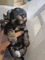 ARMANI , a male Cavapoo for sale in Garyville, LA – Photo 3 of 7