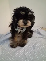 Jazz, a male Cavapoo and Poodle - Toy  for sale in Garyville, LA – 5 of 6
