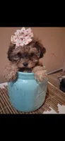 Georgia Toy Poodle & Cavapoo Shihpoo , a female Cavapoo and Shihpoo for sale in Garyville, LA – 4 of 10