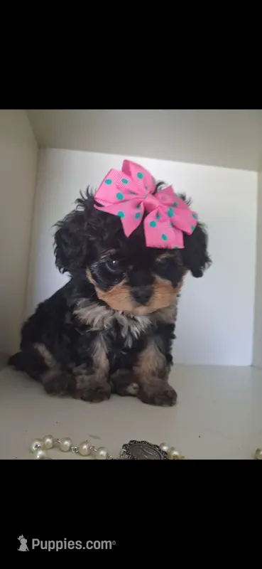 JOURNIE – Cavapoo, Poodle - Toy  puppy for sale in Garyville, LA