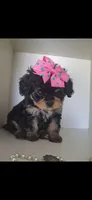 JOURNIE  F1B, a female Cavapoo and Poodle - Toy  for sale in Garyville, LA – 1 of 9