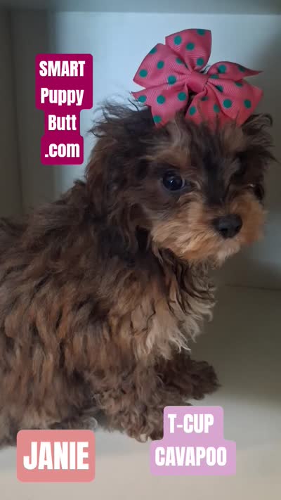 Janie, a female Cavapoo and Poodle - Toy  for sale in Garyville, LA – 7 of 7