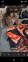 Janie T-CUP CAVAPOO SIZE, a female Cavapoo and Poodle - Toy  for sale in Garyville, LA – 5 of 10