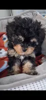 JOURNIE  F1B tea cup size , a female Cavapoo and Poodle - Toy  for sale in Garyville, LA – 3 of 9