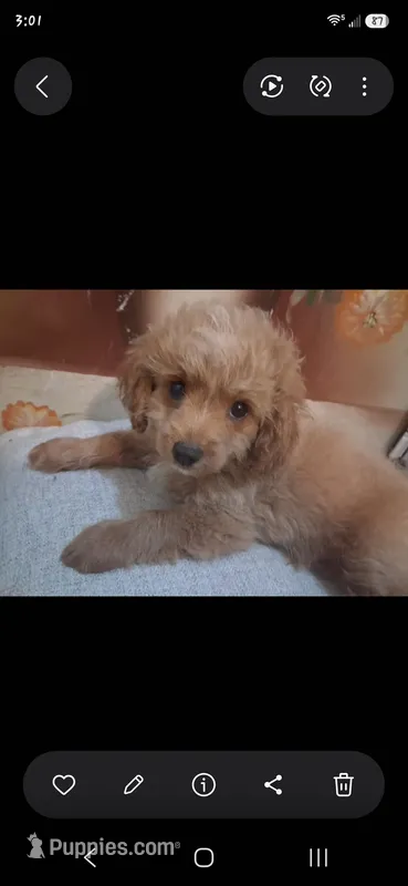 Vanilla Waffer – Cavapoo, Poodle - Toy  puppy for sale in Garyville, LA