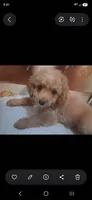 Vanilla , a male Cavapoo and Poodle - Toy  for sale in Garyville, LA – 4 of 9