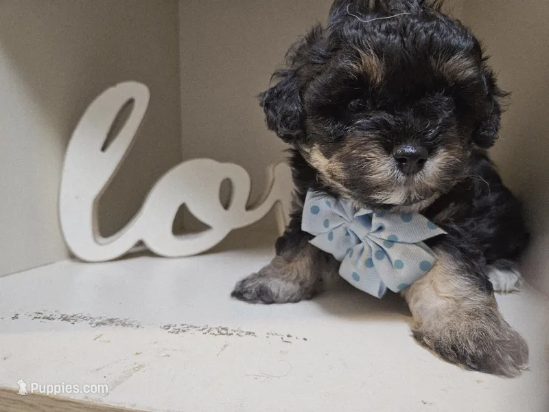 ARMANI  – Cavapoo, Poodle - Toy  puppy on hold in Garyville, LA