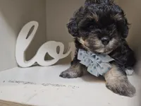 ARMANI , a male Cavapoo and Poodle - Toy  for sale in Garyville, LA – 1 of 10