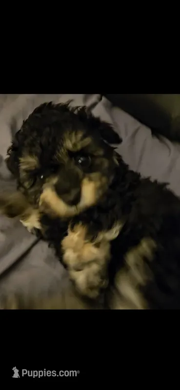 ATLANTA – Cavapoo, Shihpoo puppy for sale in Garyville, LA