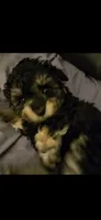 ATLANTA, a female Cavapoo and Shihpoo for sale in Garyville, LA – 1 of 10