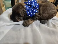 GIORGIO , a male Cavapoo and Poodle - Toy  for sale in Garyville, LA – Photo 8 of 8