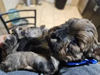 GIORGIO , a male Cavapoo and Poodle - Toy  for sale in Garyville, LA – Photo 2 of 8