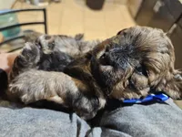GIORGIO , a male Cavapoo and Poodle - Toy  for sale in Garyville, LA – Photo 7 of 8