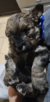 GIORGIO , a male Cavapoo and Poodle - Toy  for sale in Garyville, LA – Photo 5 of 8