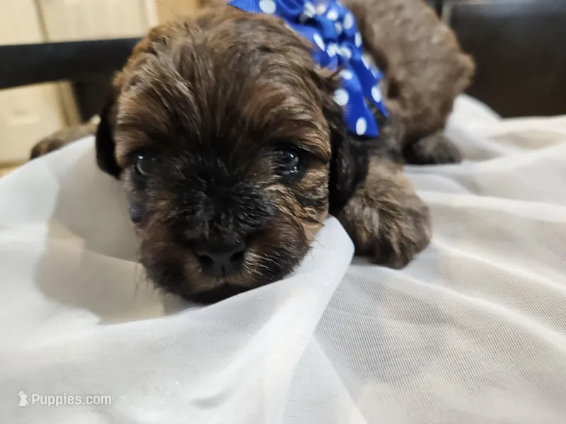 GIORGIO  – Cavapoo, Poodle - Toy  puppy for sale in Garyville, LA