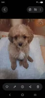 Vanilla , a male Cavapoo and Poodle - Toy  for sale in Garyville, LA – 2 of 9