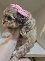 GEORGIA , a female Cavapoo and Shihpoo for sale in Garyville, LA – 4 of 10