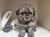 GEORGIE, a male Cavapoo and Shihpoo for sale in Garyville, LA – 5 of 9