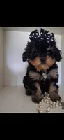 JOURNIE  F1B, a female Cavapoo and Poodle - Toy  for sale in Garyville, LA – 4 of 9