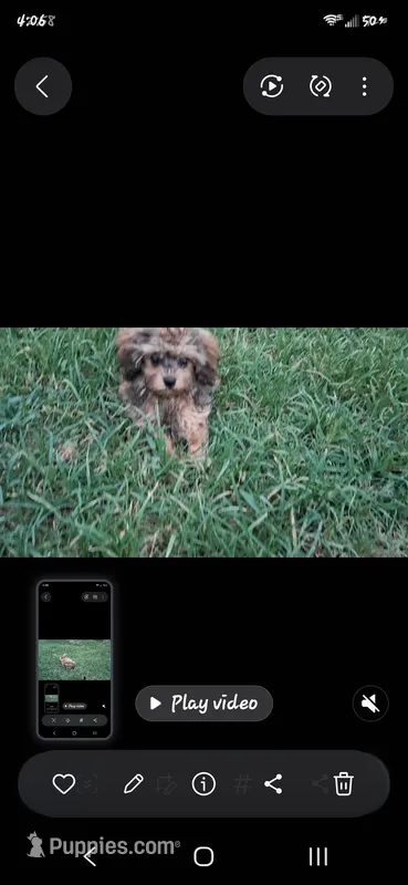 GEORGIE  – Cavapoo, Shihpoo puppy for sale in Garyville, LA