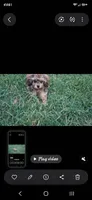 GEORGIE , a male Cavapoo and Shihpoo for sale in Garyville, LA – 1 of 9
