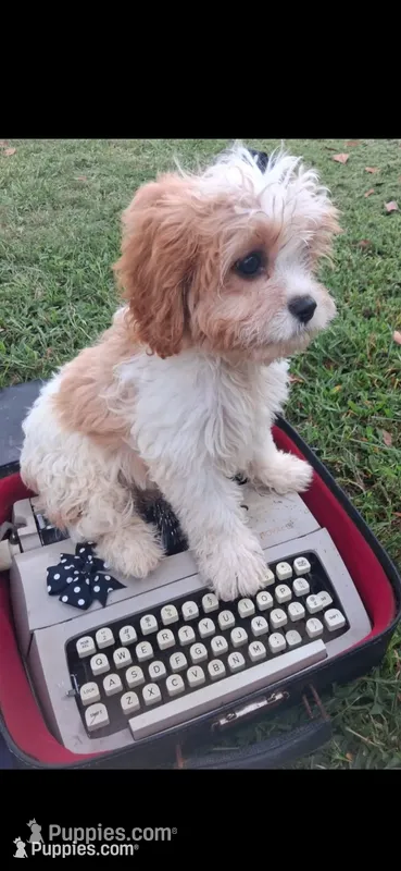 MADISON      – Cavapoo, Poodle - Toy  puppy for sale in Garyville, LA