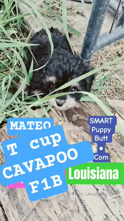 Mateo  tea cup size ckc , a male Cavapoo and Poodle - Toy  for sale in Garyville, LA – 9 of 9