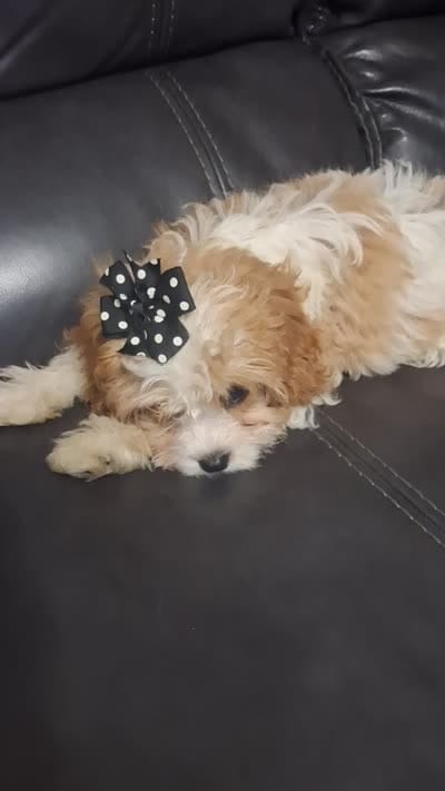 MADISON     , a female Cavapoo and Poodle - Toy  for sale in Garyville, LA – 9 of 9
