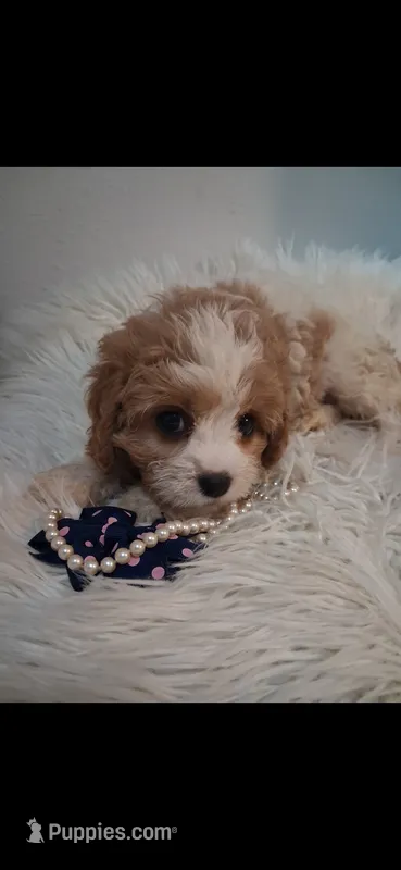 MADISON    Cavapoo w/ King Charles marking    – Cavapoo, Poodle - Toy  puppy for sale in Garyville, LA