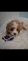 MADISON     TOY SIZE  CAVAPOO , a female Cavapoo and Poodle - Toy  for sale in Garyville, LA – 1 of 10