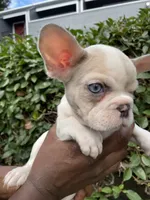 Sweet pea ***CASH / ZELLE ONLY ***, a female French Bulldog for sale in San Leandro, CA – 3 of 3