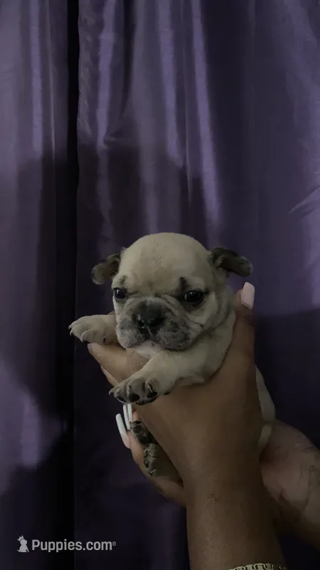 General – French Bulldog puppy for sale in San Leandro, CA