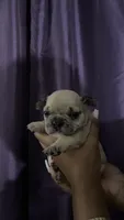 General, a male French Bulldog for sale in San Leandro, CA – 1 of 1