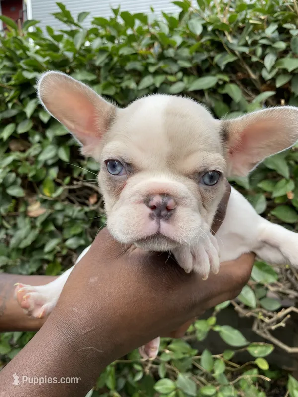 Sweet pea ***CASH / ZELLE ONLY *** – French Bulldog puppy for sale in San Leandro, CA