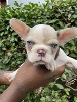 Sweet pea ***CASH / ZELLE ONLY ***, a female French Bulldog for sale in San Leandro, CA – 1 of 3