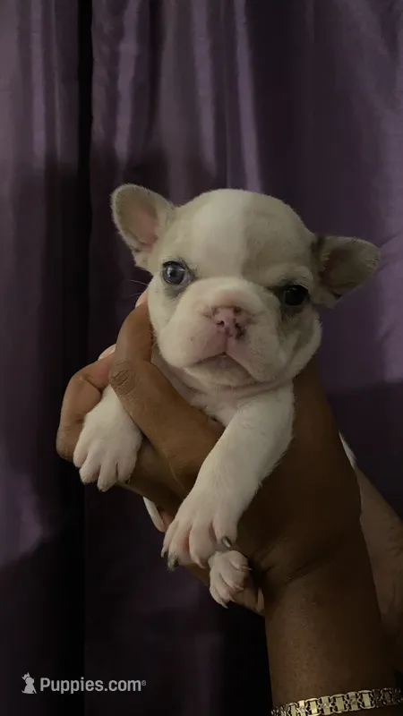 Sweet pea ***CASH / ZELLE ONLY *** – French Bulldog puppy for sale in San Leandro, CA