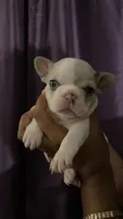 Sweet pea ***CASH / ZELLE ONLY ***, a female French Bulldog for sale in San Leandro, CA – 1 of 1