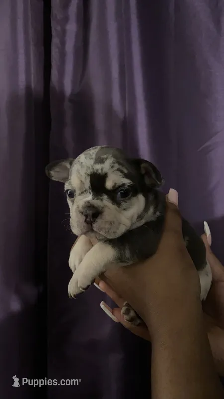 Cookie (***CASH / ZELLE ONLY ***) – French Bulldog puppy for sale in San Leandro, CA