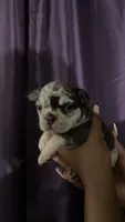 Cookie (***CASH / ZELLE ONLY ***), a female French Bulldog for sale in San Leandro, CA – 1 of 2