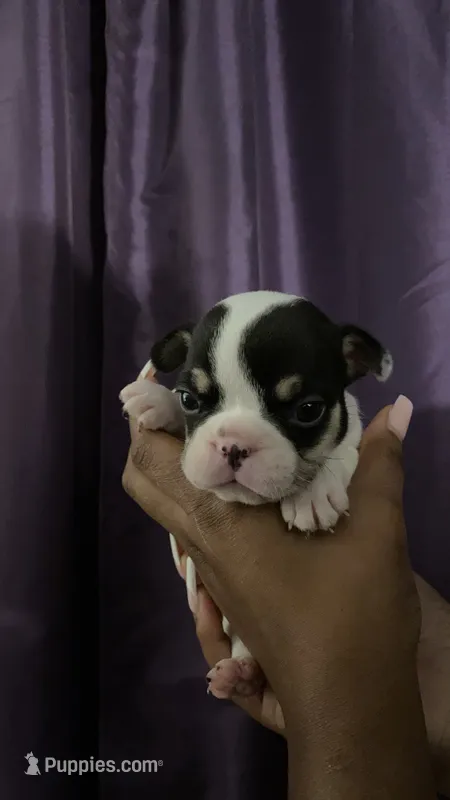 Iz  – French Bulldog puppy for sale in San Leandro, CA