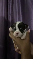 Iz , a male French Bulldog for sale in San Leandro, CA – 1 of 1