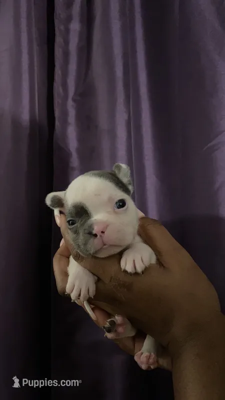 Maverick – French Bulldog puppy for sale in San Leandro, CA