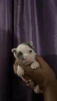 Maverick, a male French Bulldog for sale in San Leandro, CA – 1 of 1