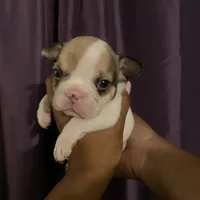 Fattima ***CASH / ZELLE ONLY ***, a female French Bulldog for sale in San Leandro, CA – 1 of 1