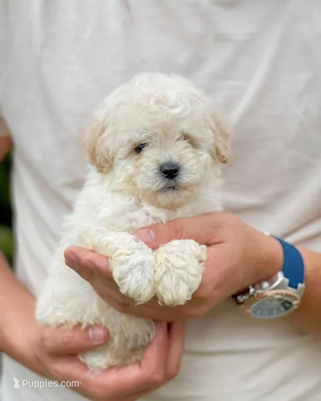 Jojo – Maltese, Poodle - Toy  puppy for sale in Sacramento, CA