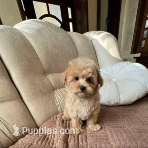 Lulu – Maltipoo puppy for sale in Valencia, CA