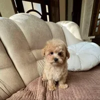 Lulu, a female Maltipoo for sale in Valencia, CA – 1 of 1