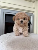 kira, a female Maltipoo for sale in Valencia, CA – 1 of 1