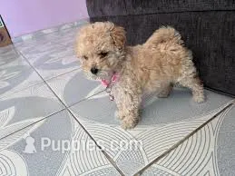 Mia – Maltipoo puppy for sale in Valencia, CA