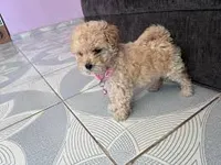 Mia, a male Maltipoo for sale in Valencia, CA – 1 of 1